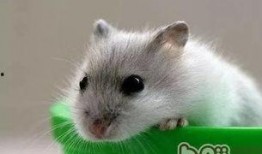 仓鼠王惊天爆料视频大全,惊天爆料视频大全全解析